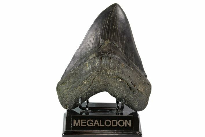 Fossil Megalodon Tooth - Massive Tooth #119640